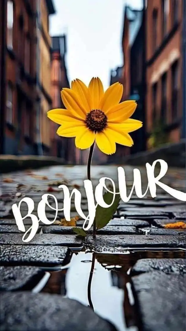 French Tutor491340592831549440