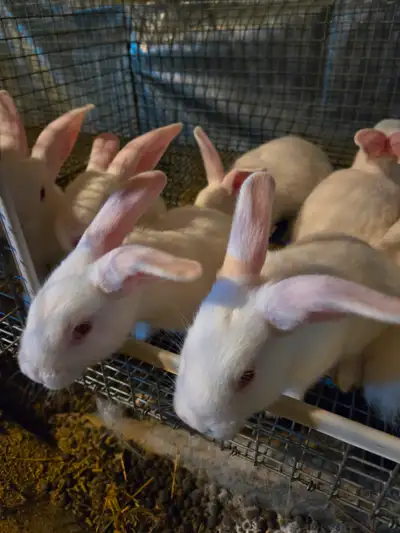 Beautiful New Zealand pure white kits born May 18 available. They make great meat breeders and also...