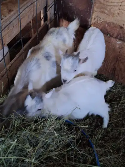 Pygmy Goats, View more