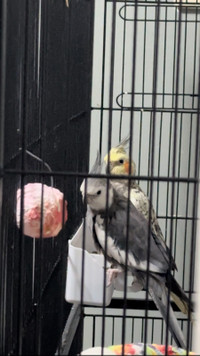 Cockatiel Pair for Rehome with Cage/Toys