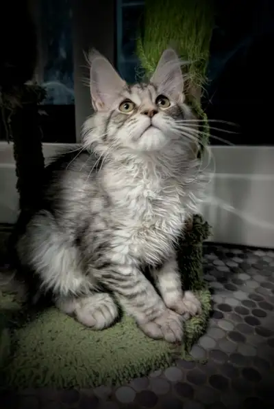 2 CHATONS MAINECOONS  POLYDACTYLES  6-6-6-6 MALE & FEMELLE, View more