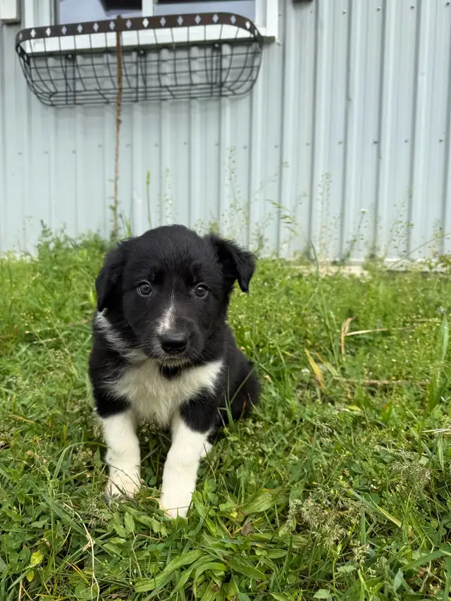 Registered Border Collie Puppies for sale in Dogs & Puppies for Rehoming in Oakville / Halton Region - Image 2
