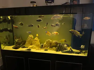 fish tank decor, View more