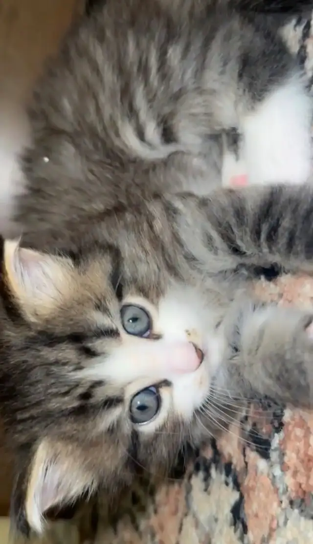 finding a good family for my kittens in Cats & Kittens for Rehoming in Burnaby/New Westminster - Image 2