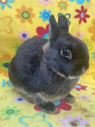NEUTERED Purebred Young Netherland Dwarf Bunnies. We also have purebred Lionhead, Mini Rex, Netherla...