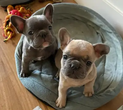 bulldog français mâle née le 9 avril , View more