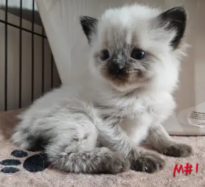 Ragdoll/ Manx kittens ,BUNNY CATS , Amazing !! ALL SOLD !, View more