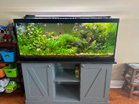Fish Tank with Angelfishes and Whole Setup