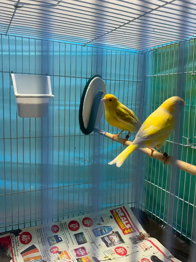 2025 canary pair for sale in Birds for Rehoming in Saskatoon - Image 2