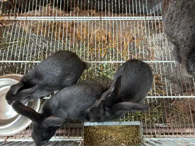 Great for pets, breeders, or meat. Males and females available, brown and black. 7 weeks old: weaned...
