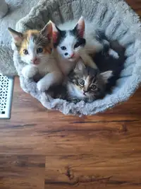 Kittens and a Cat Tree for sale