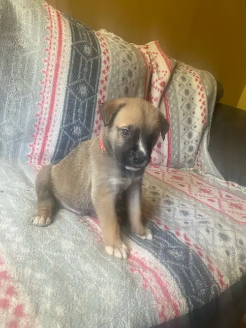 Puppies were born on April/28th/2025 We have 5 girls and 5 boys, They are 10 weeks old and ready for...