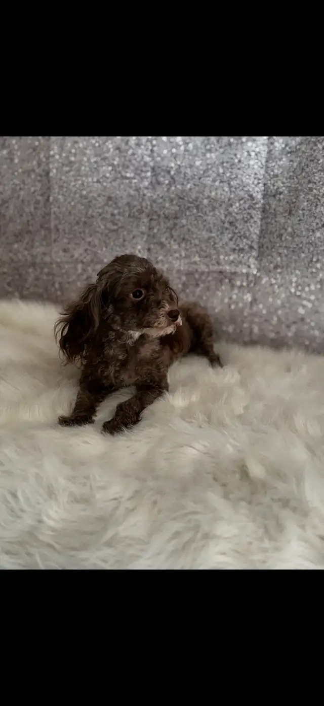 Havanese x poodle in Dogs & Puppies for Rehoming in Edmonton - Image 3