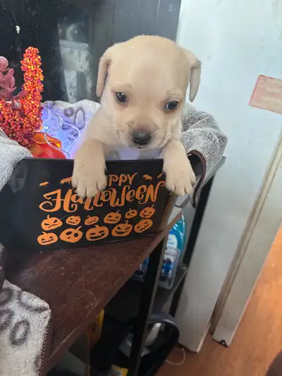 puppies ready for their new home, View more