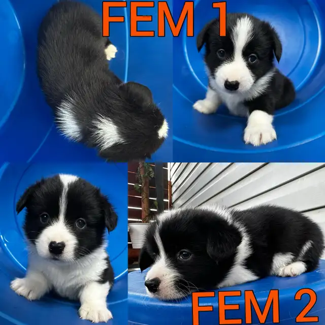 Fluffy Pembroke Welsh Corgi Puppies (2 litters) in Dogs & Puppies for Rehoming in Edmonton - Image 10