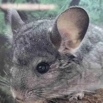 baby chinchilla, View more