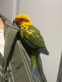 Hand raised Baby sun conures