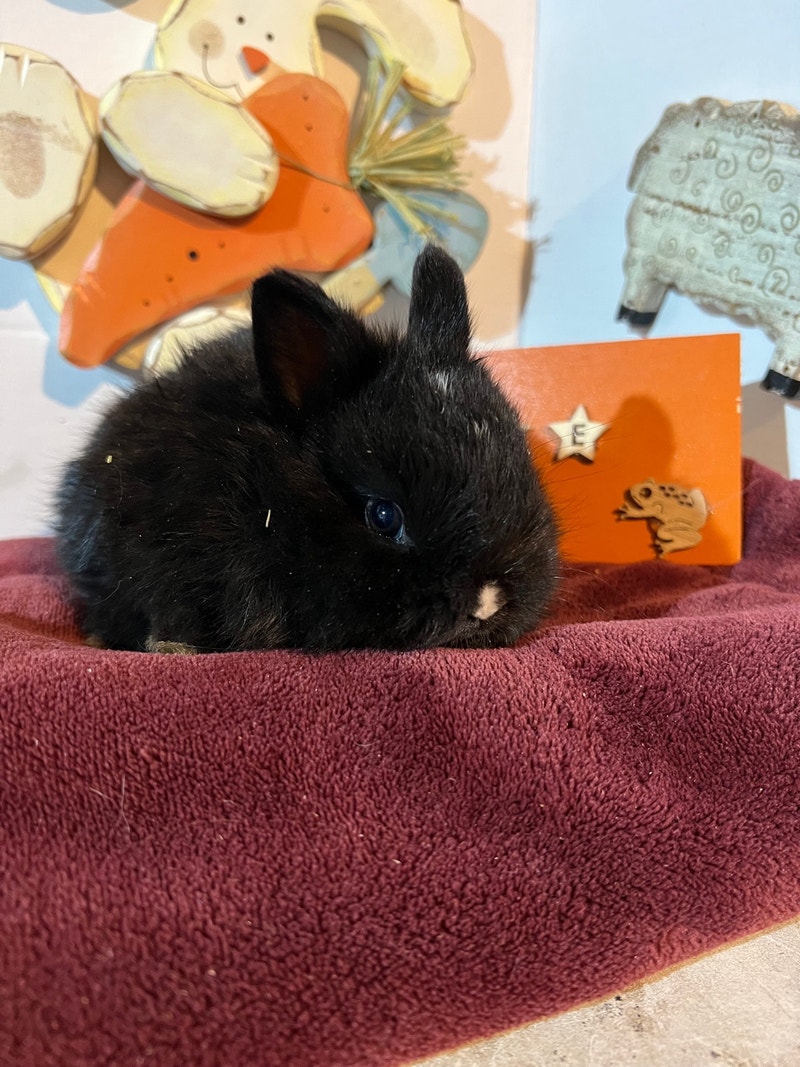 Little Netherland dwarf, bunny, ready for the loving home Small