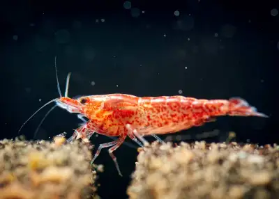 Cherry shrimp, View more