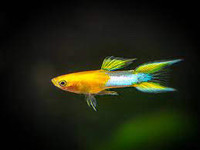 Male Japanese Blue Gold Double Sword Guppies 