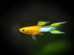 Male Japanese Blue Gold Double Sword Guppies  in Fish for Rehoming in Hamilton