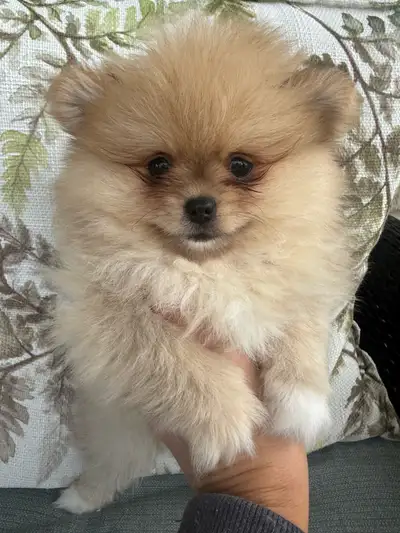 Merle Pomeranians, View more