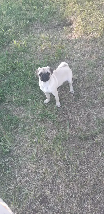 Sweet Pug Boy, View more