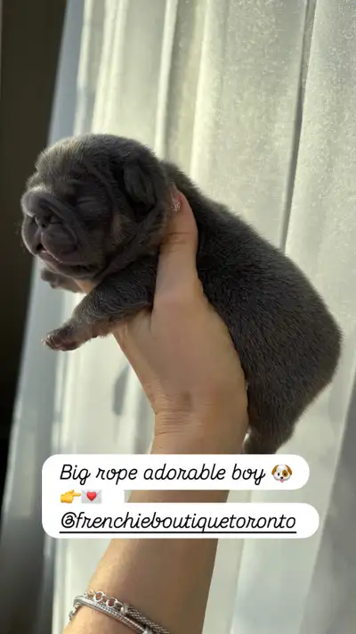 Merle/ lilac tan CKC French bulldog puppy, View more