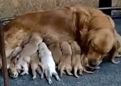 Chiot Golden Retriever prêts 19/07/25 CKC, OFA & ADN, View more