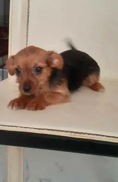 Morky puppies, View more
