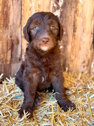 Standard Goldendoodle Puppies – Raised on Raw, Health-Focused, View more