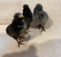 Weekly Polish Chickens baby chicks Pullets Hens Roosters
