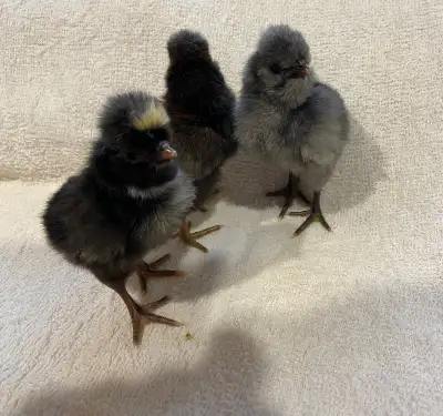 SOLD Polish Chickens baby chicks Pullets Hens Roosters, View more