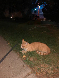 Found young, orange,  male tabby