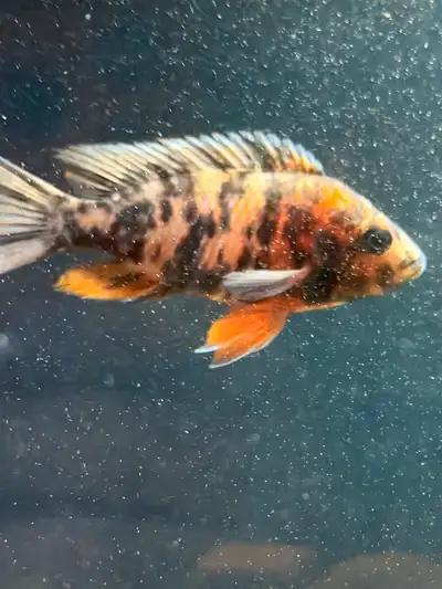African Cichlids Female , View more