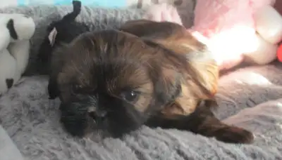 Chip and Dale Shih Tzu’s, View more