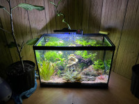Planted Aquarium - Comes with everything