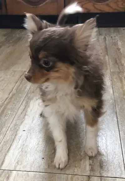 Pom x puppies, View more