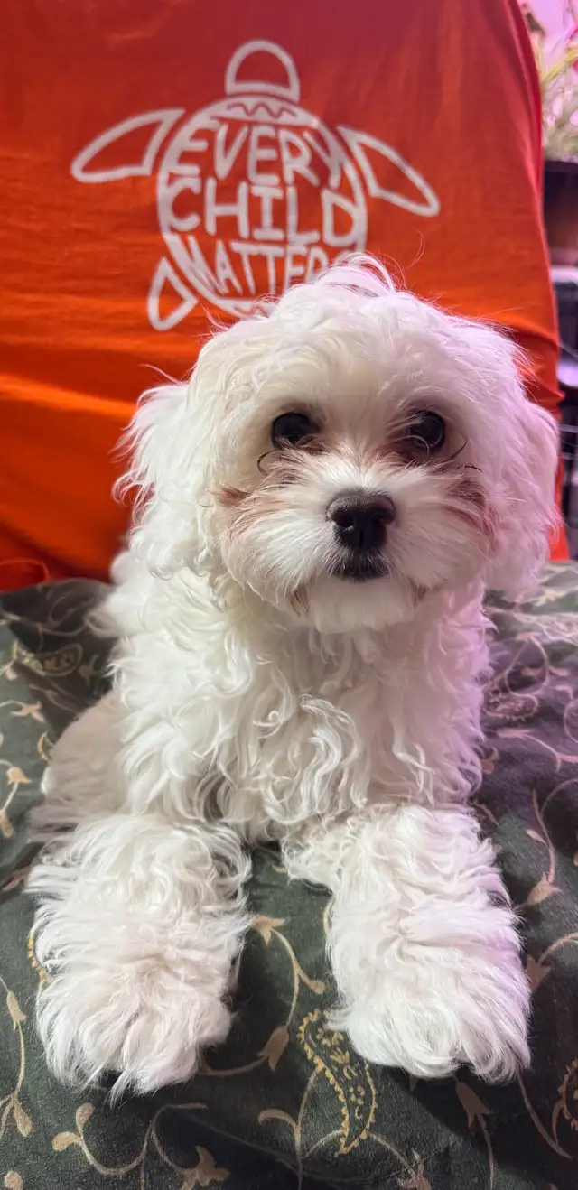 ❤️ADORABLE COCKAPOO❤️ in Dogs & Puppies for Rehoming in St. Albert - Image 4