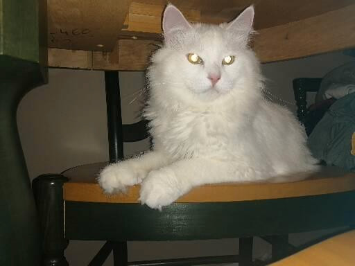 Turkish Angora 1 yr all shots /fixed /microchip/ Rabies in Cats & Kittens for Rehoming in Cornwall - Image 4