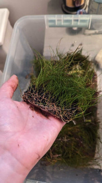 Dwarf spikerush aquarium grass