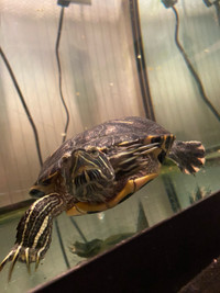 12 year old red eared slider 