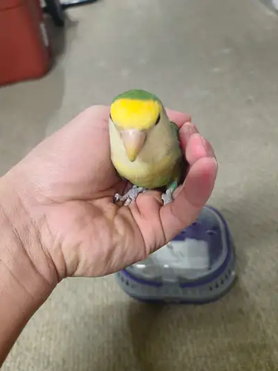 I'm looking a baby Lovebird or Tamed , View more