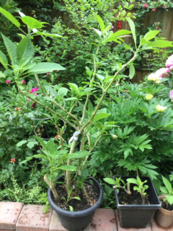 house and garden plant Plants, Fertilizer & Soil Mississauga / Peel