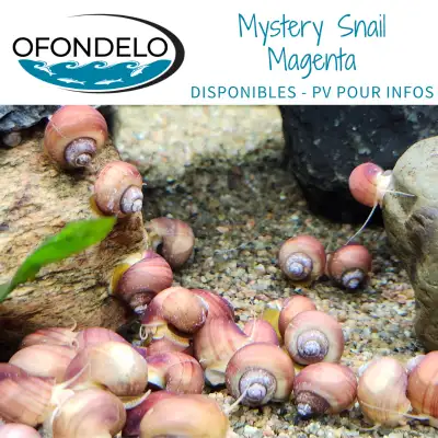 Mystery Snail Magenta, View more