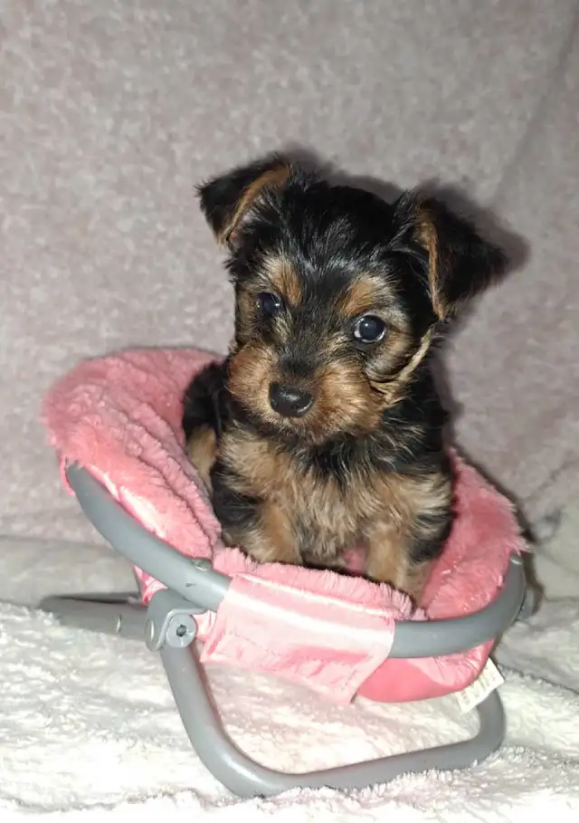 2 female Yorkie pups in Dogs & Puppies for Rehoming in St. Catharines - Image 7