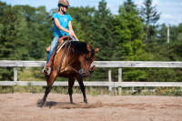Horse Riding Lessons (English, Western, Liberty, Ground Work)