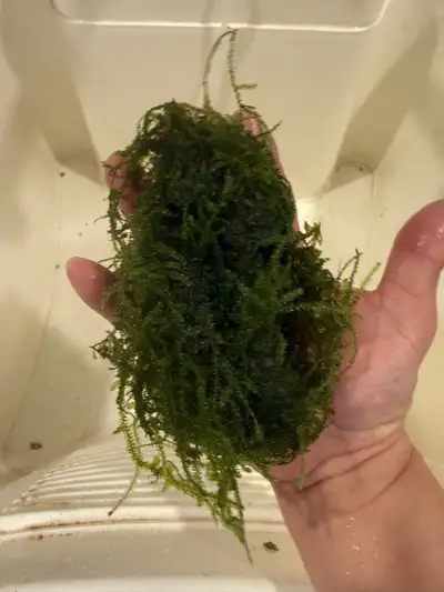 Very easy plants for newbie’s place for fry to hide