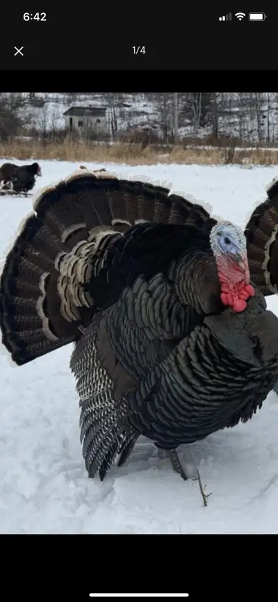 Looking for couple hens for my Tom. Close to london. Thanks