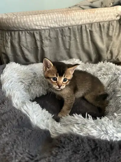 Il me reste 2 chatons femelles nés le 29 mars 2025 , ils seront vaccinés,vermifuges et examen comple...
